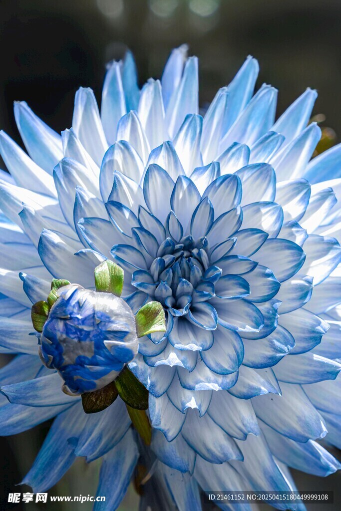 大丽花