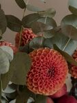 大丽花