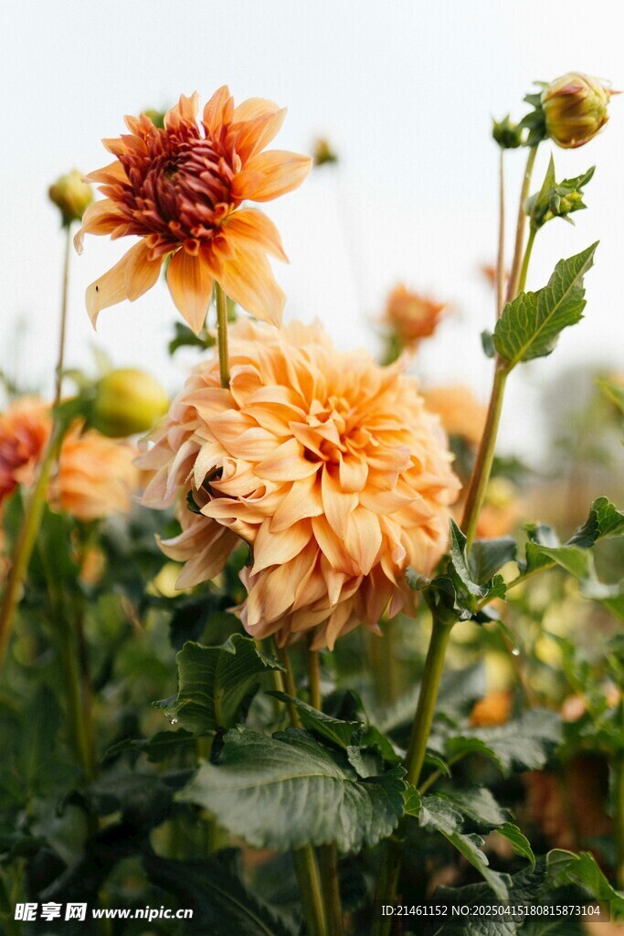 大丽花