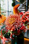 大丽花