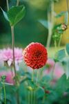 大丽花