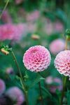 大丽花