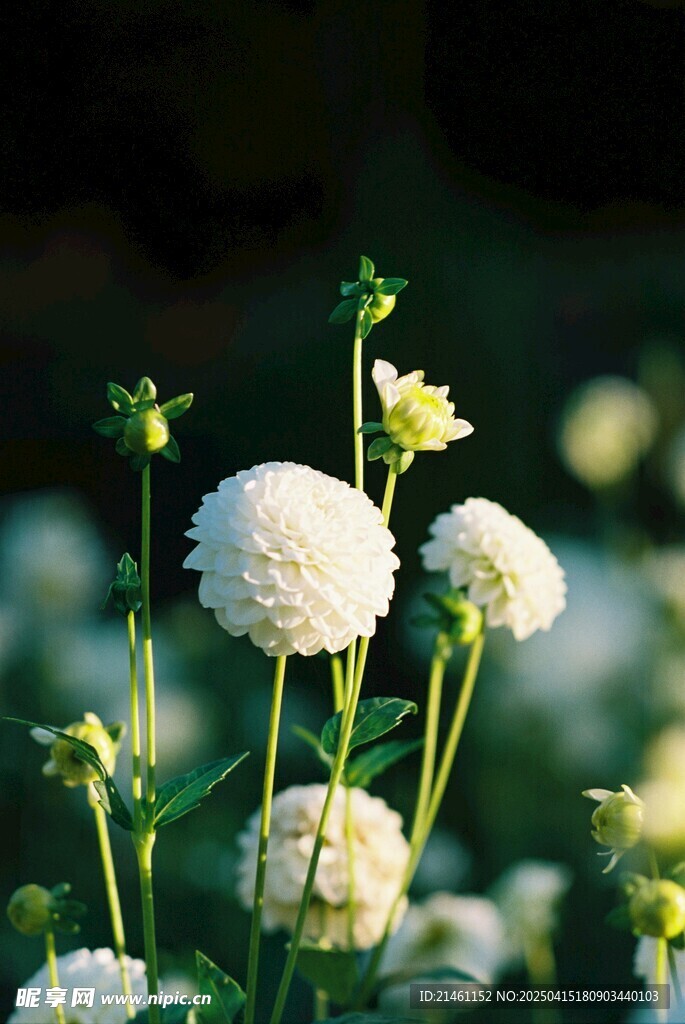 大丽花