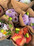 大丽花