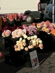 大丽花