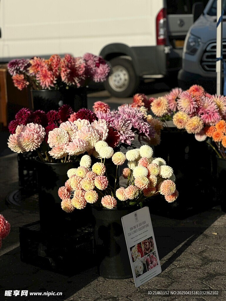 大丽花