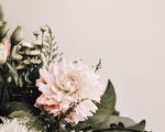 大丽花