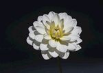 大丽花