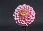 大丽花