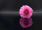 大丽花