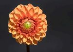 大丽花