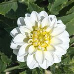 大丽花