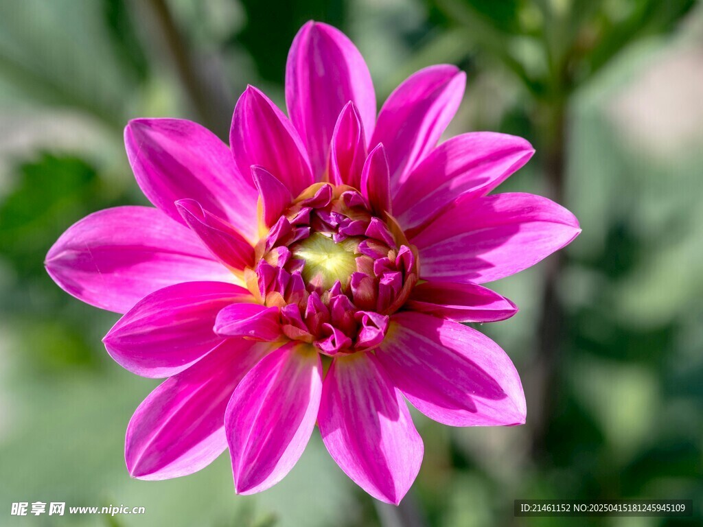 大丽花