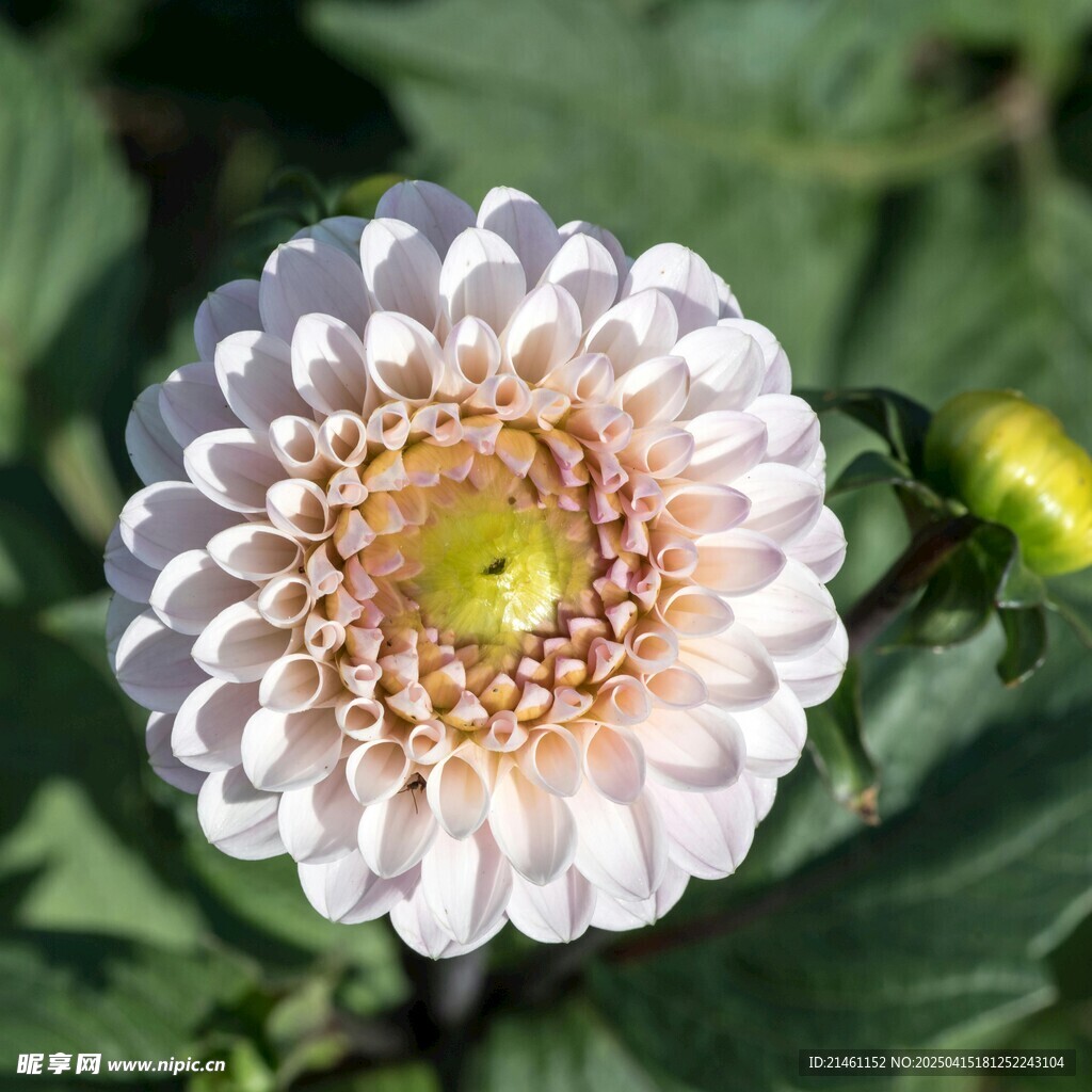 大丽花