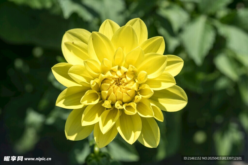 大丽花