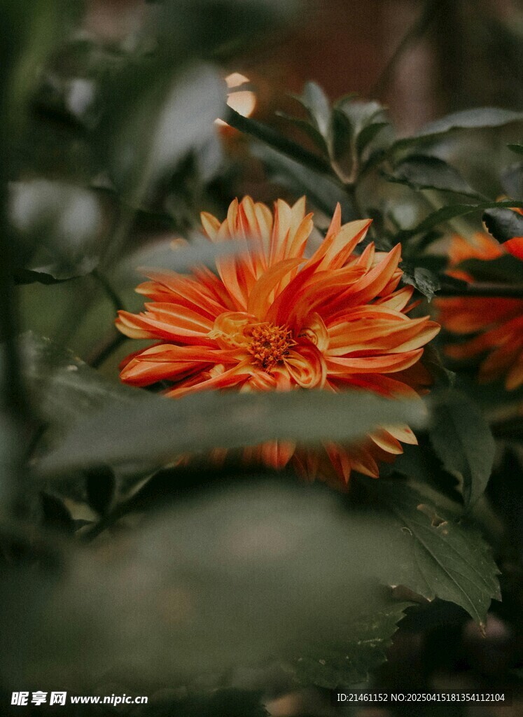 大丽花