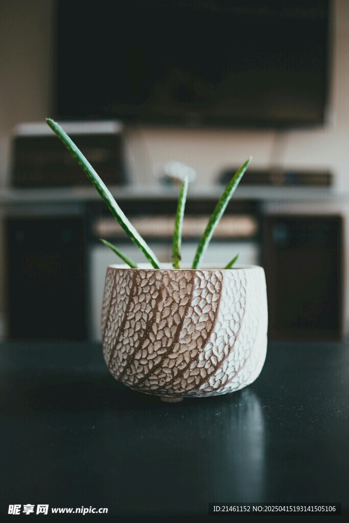 芦荟