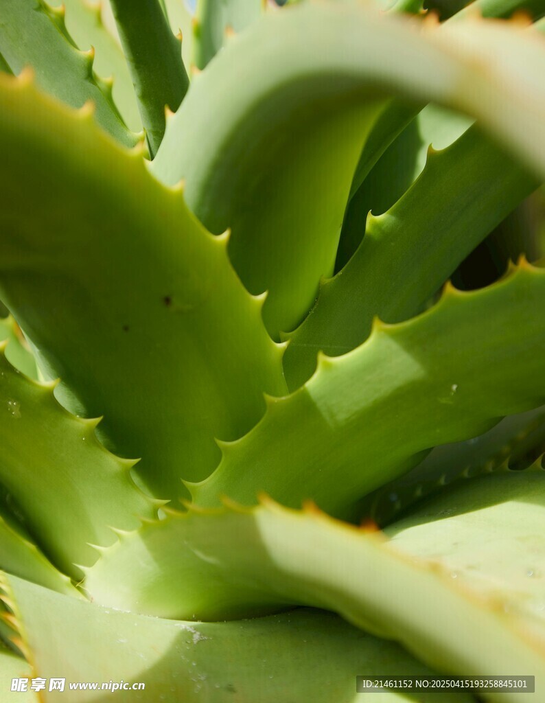 芦荟