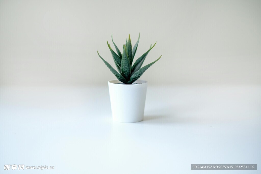 芦荟