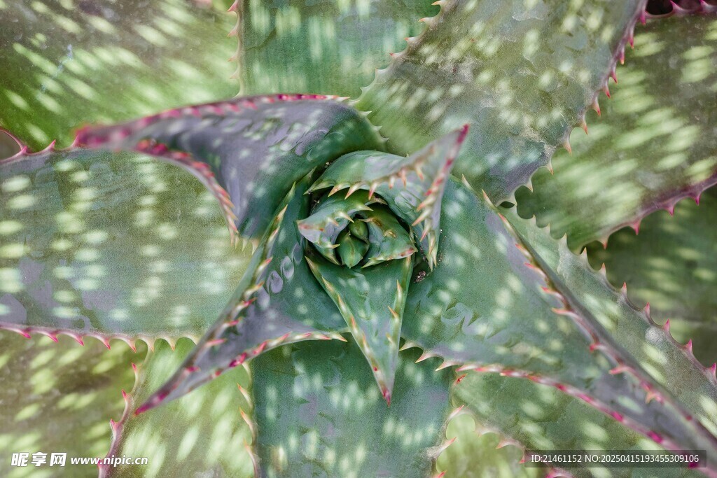 芦荟