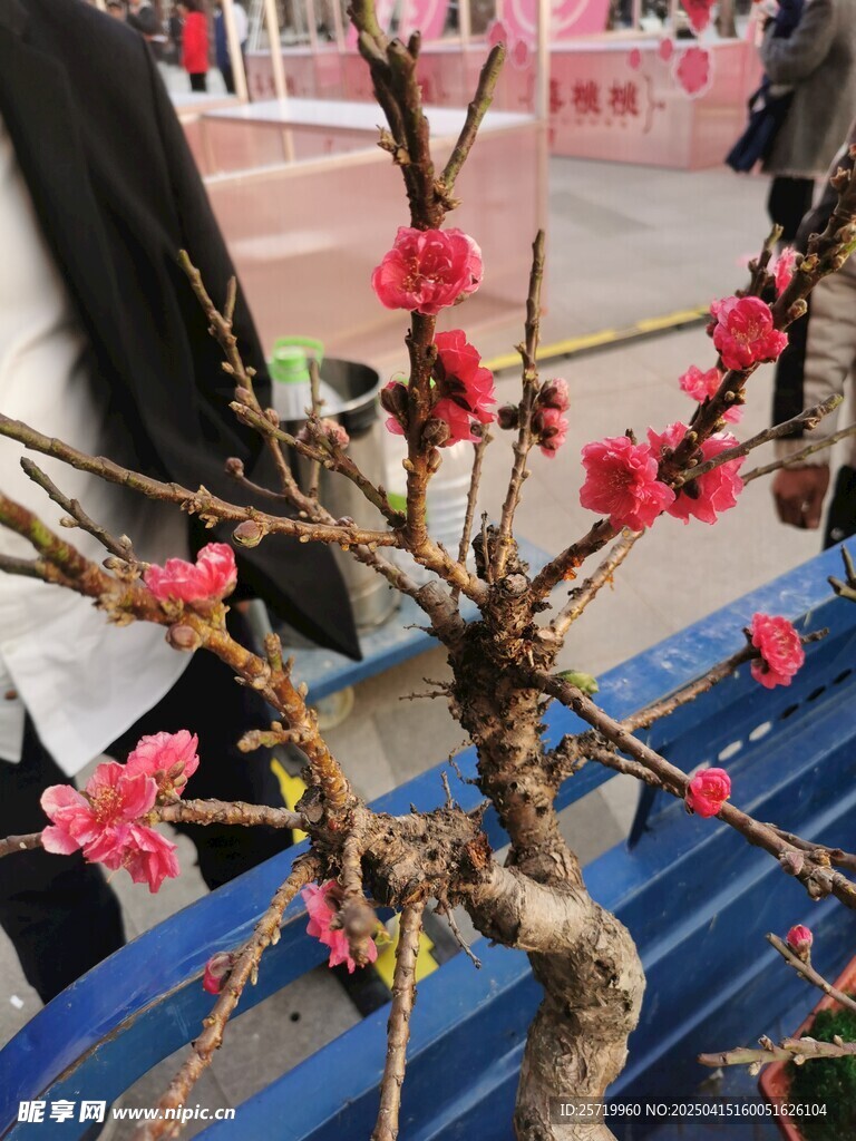 桃花