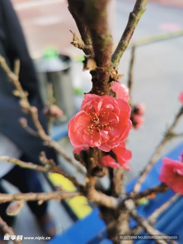 桃花