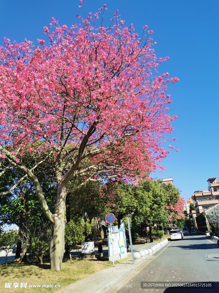 异木棉