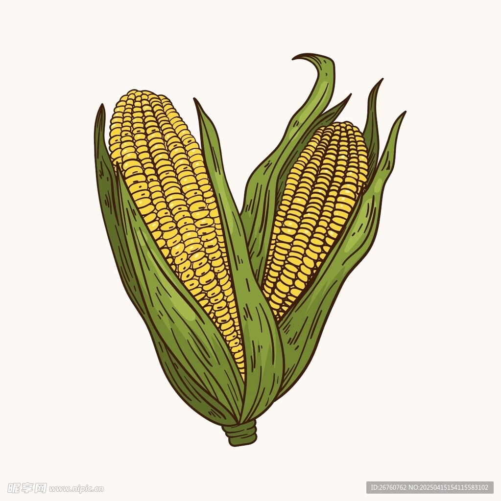 玉米插画