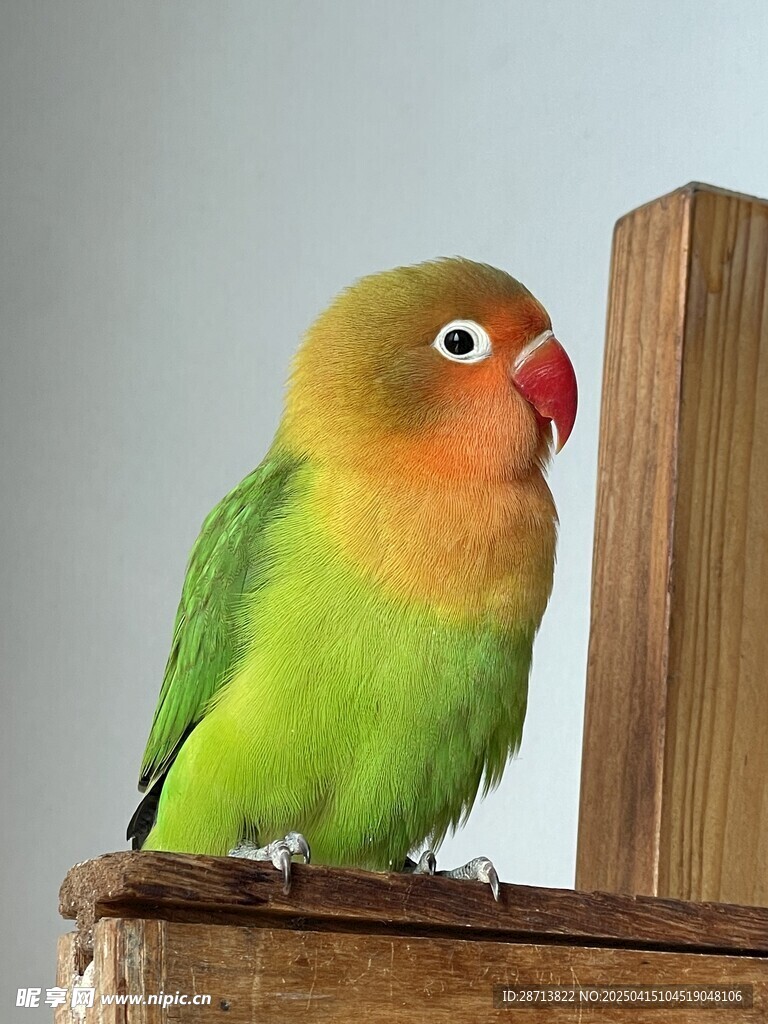小鹦鹉