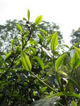 普洱茶树