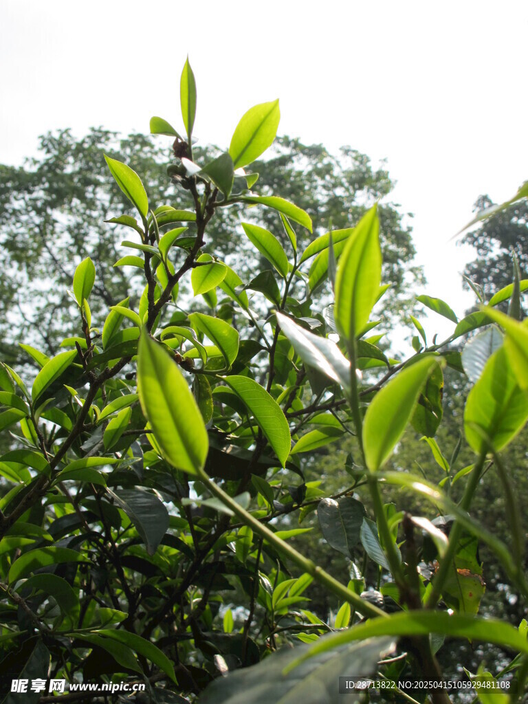 普洱茶树