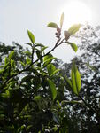 阳光下的普洱茶