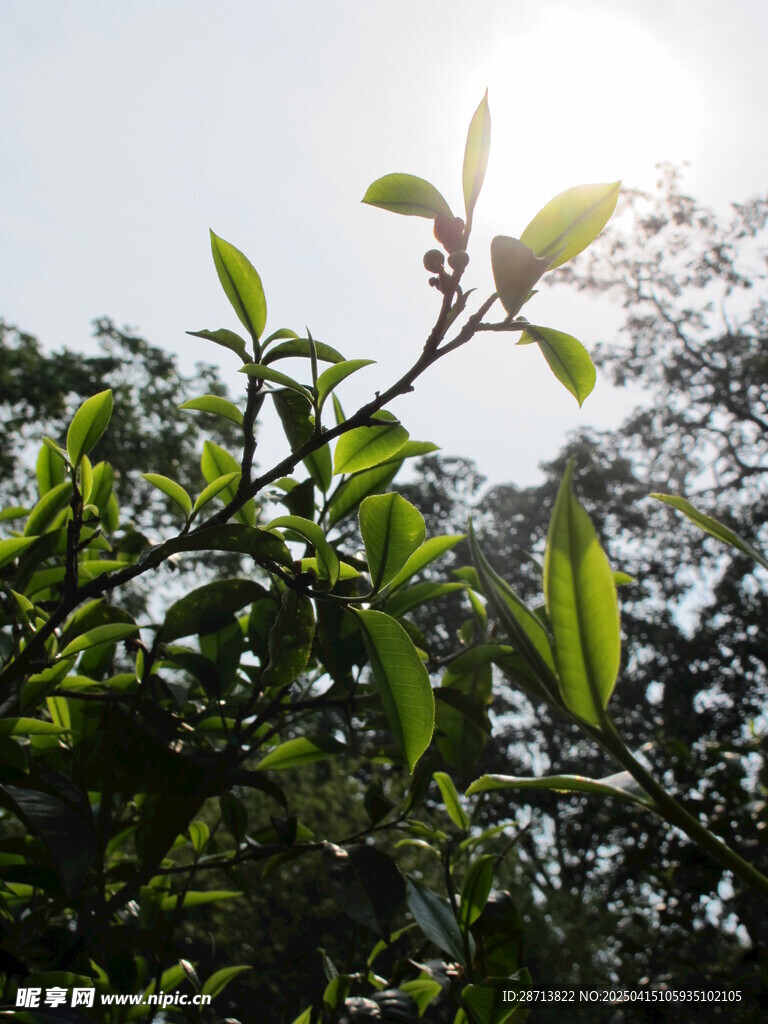 阳光下的普洱茶