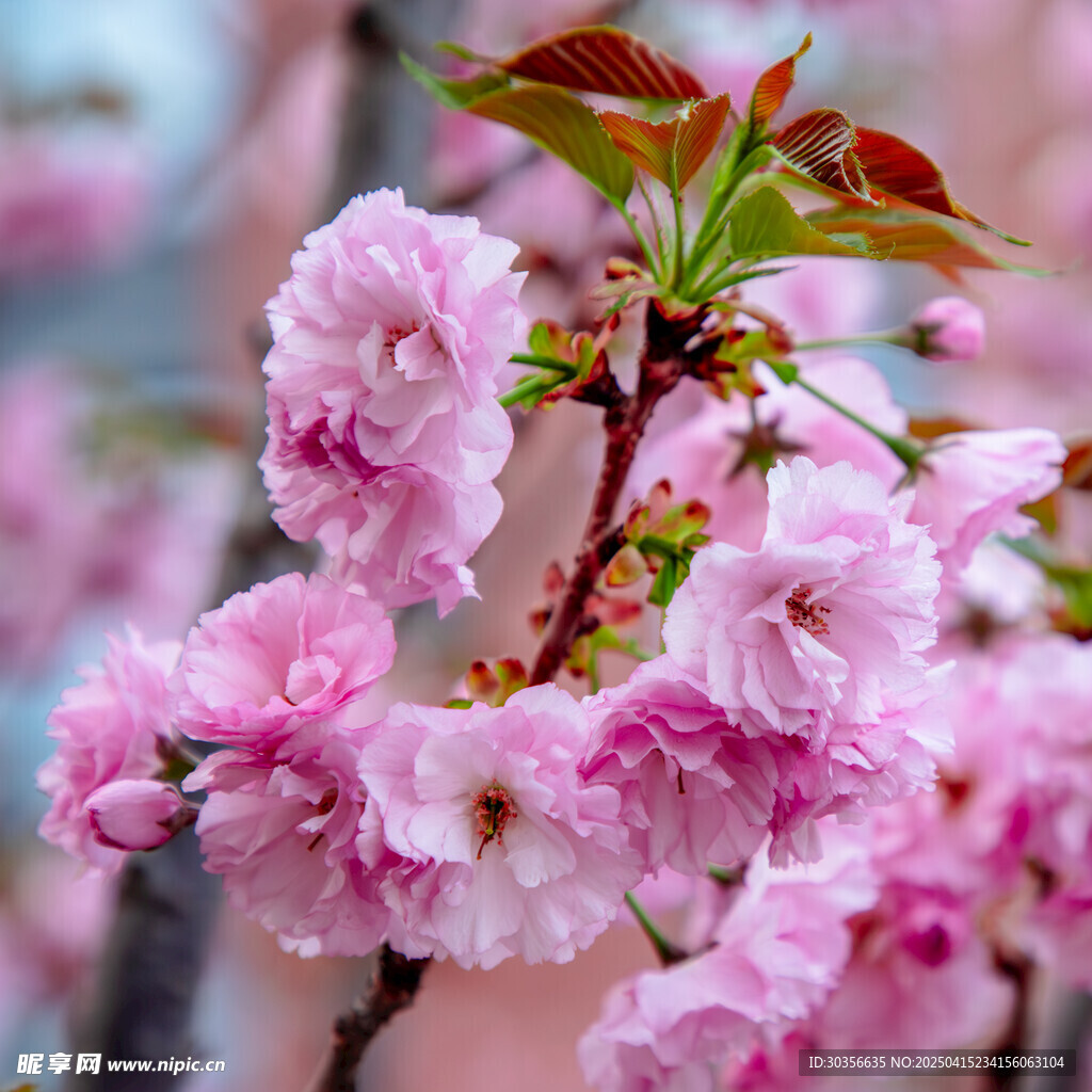 山桃花特写