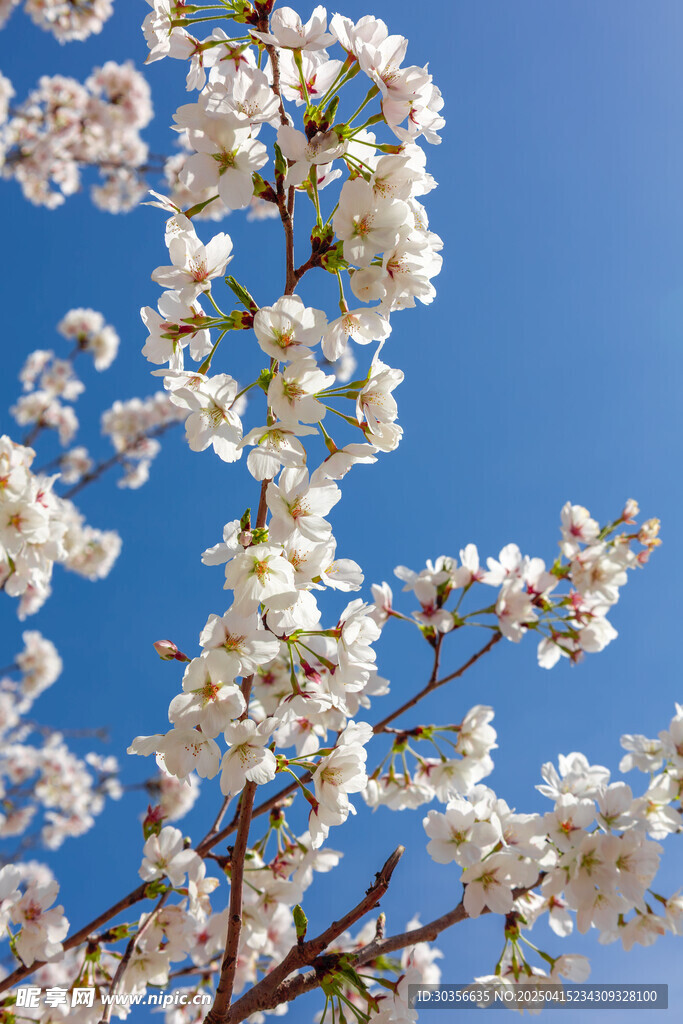 春天桃花