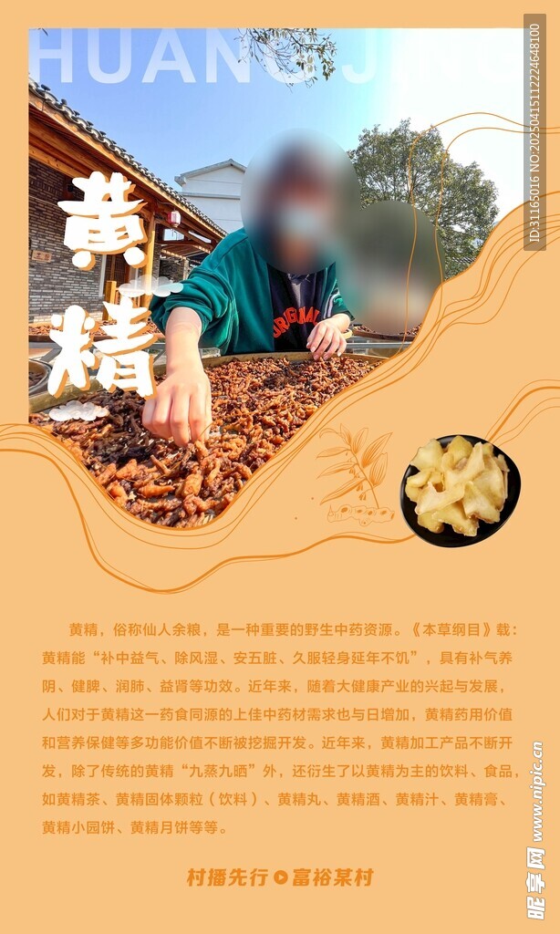 黄精展板