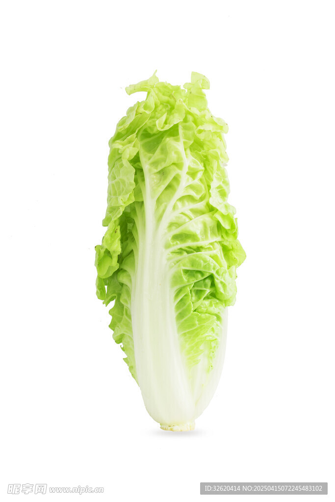 大白菜
