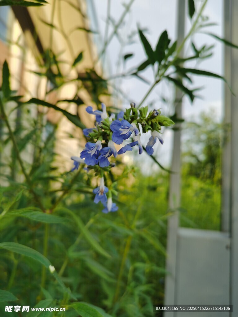 蓝色小花