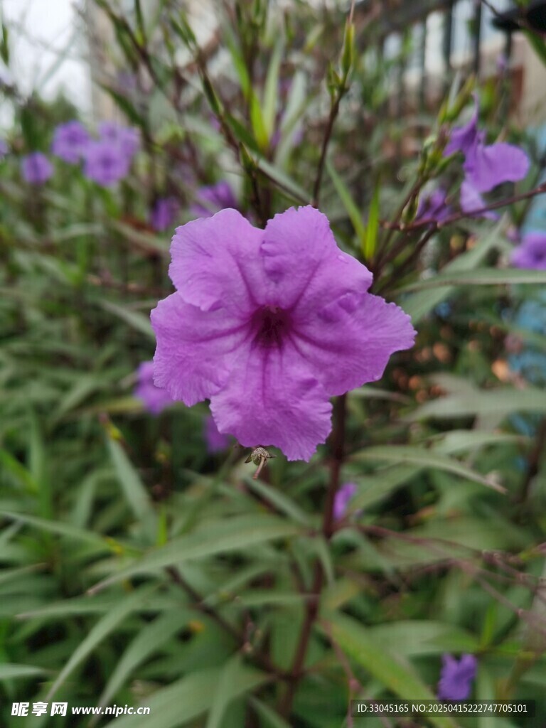 紫色花卉