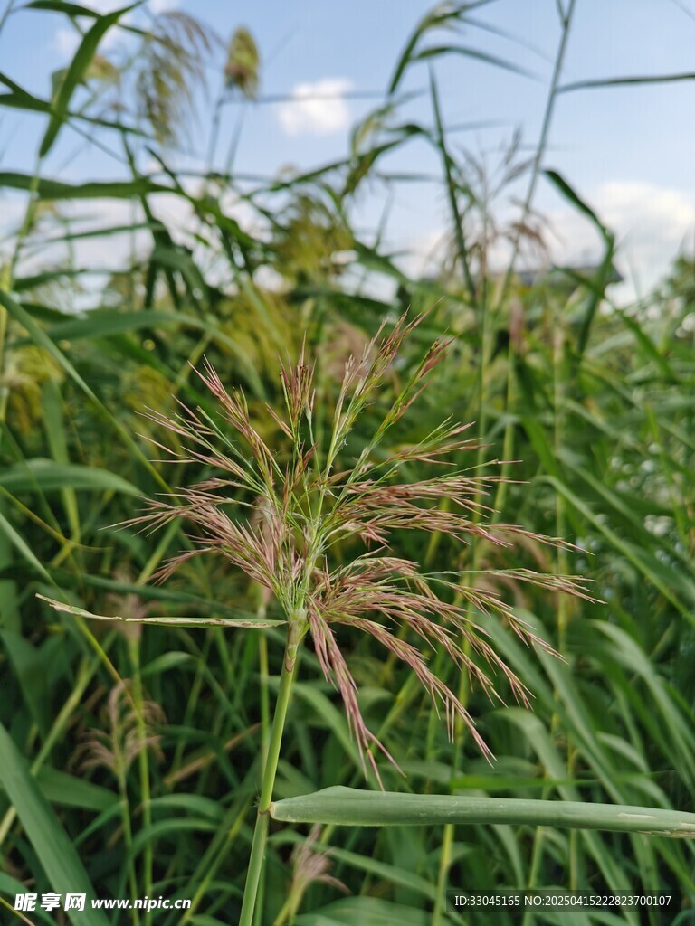芦苇
