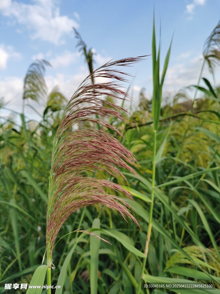 芦苇