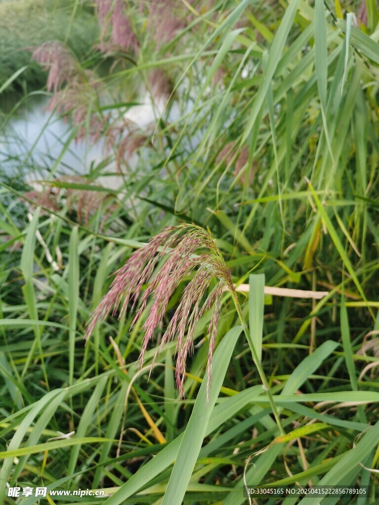 芦苇