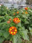 花卉