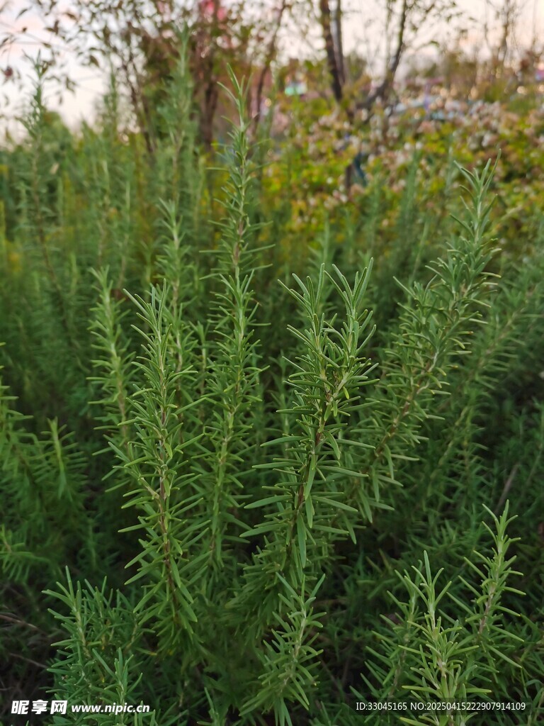 植物