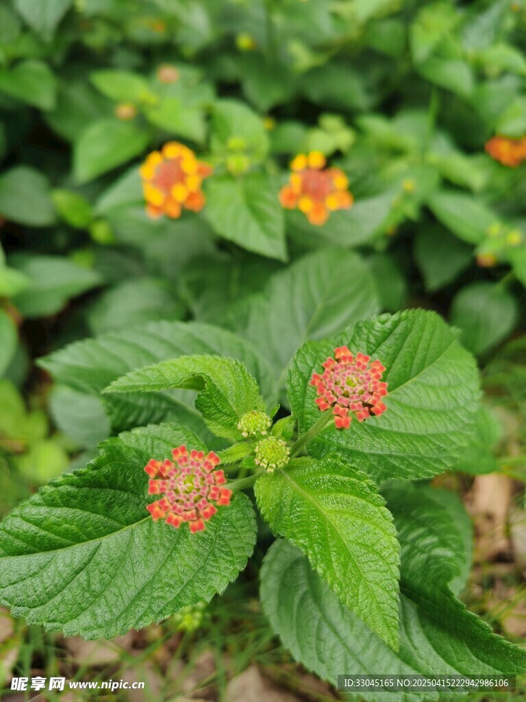 花