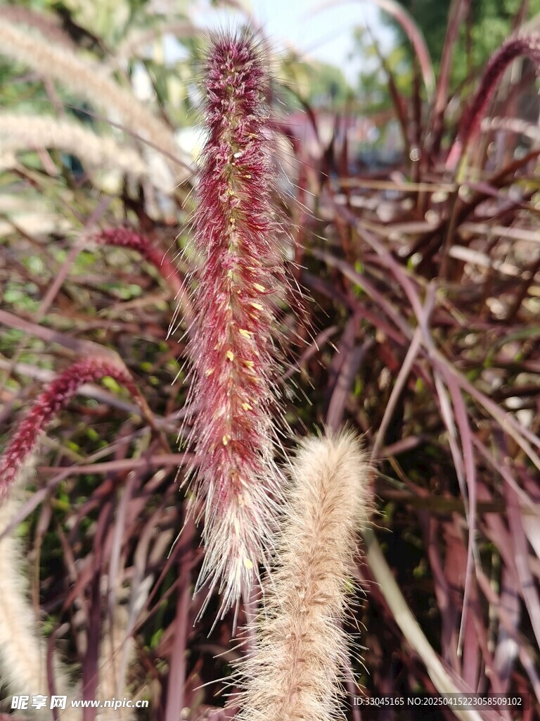狼尾草