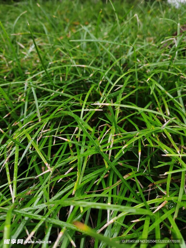 草丛