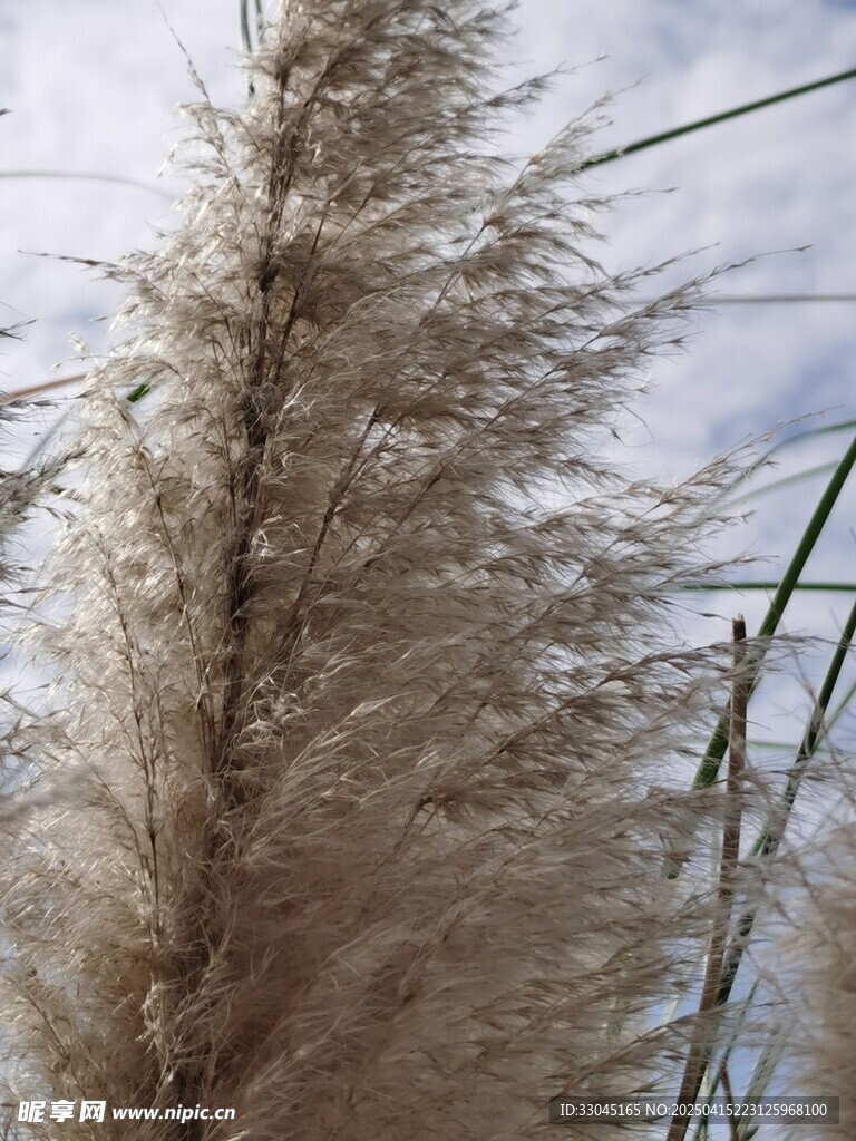 蒲苇