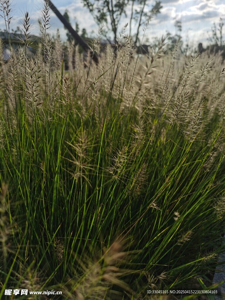 草丛