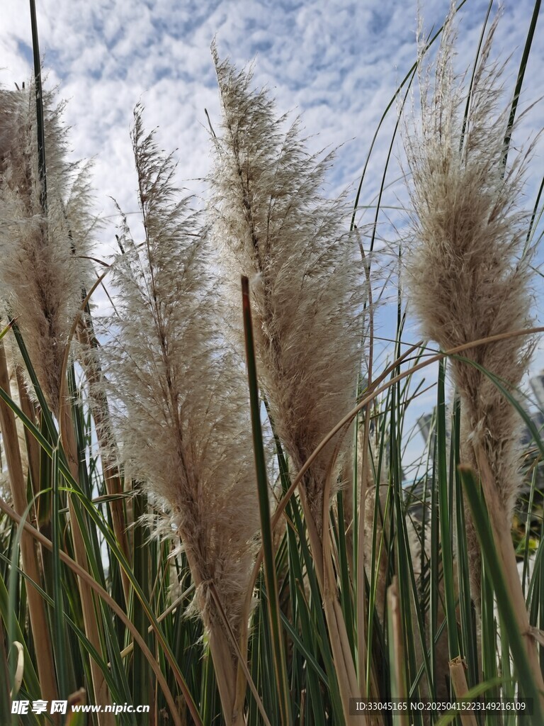 蒲苇